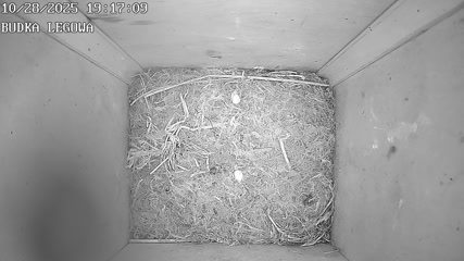 Webcam - Piaski